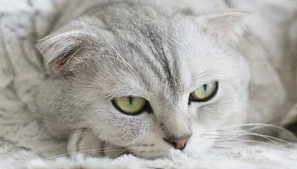 ky体育娱乐-贝林厄姆加盟皇马，表现抢眼，贝林厄姆技术